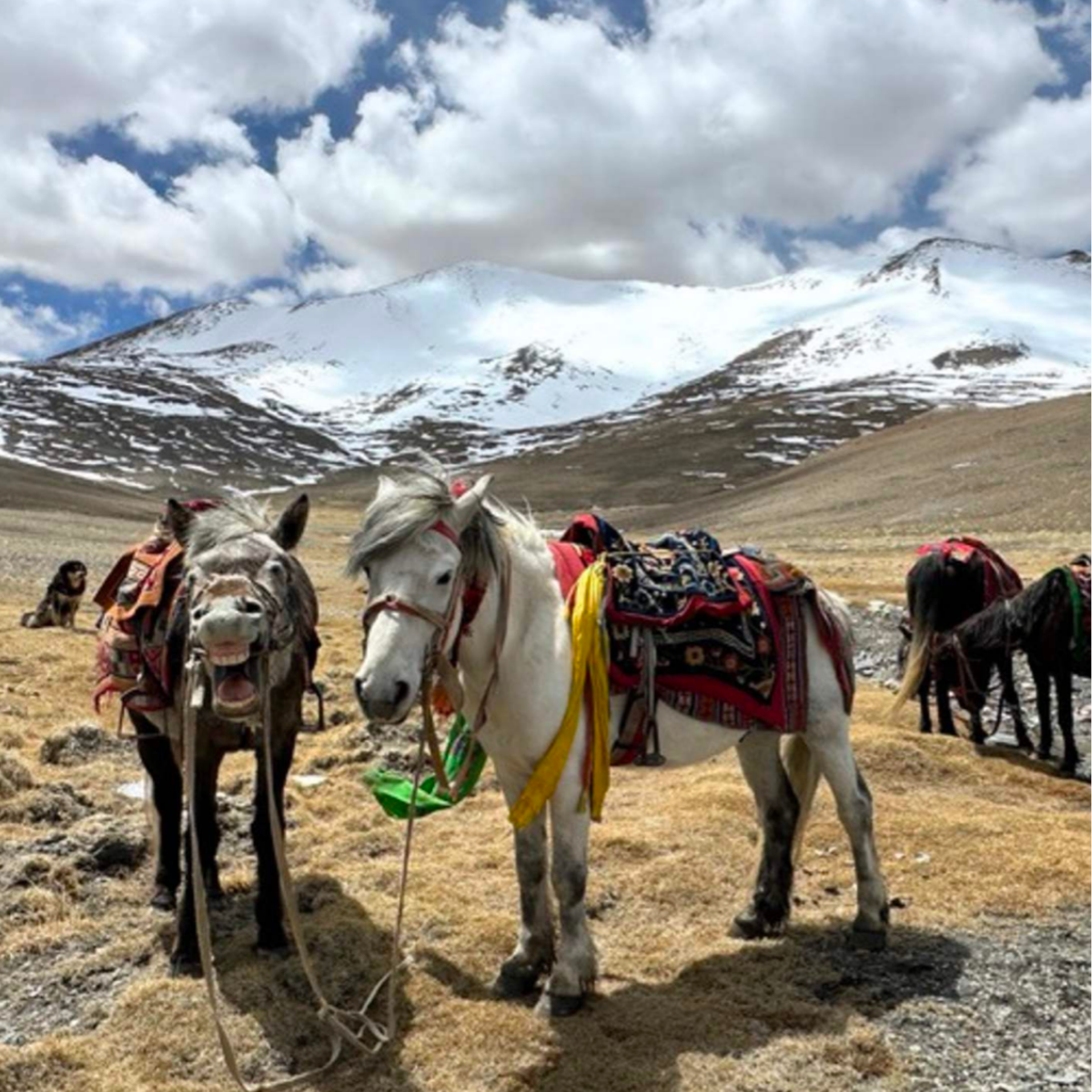 ROUTE 01 · 馬背遠景，高原荒漠與雪山隘口，Tso Moriri 湖畔