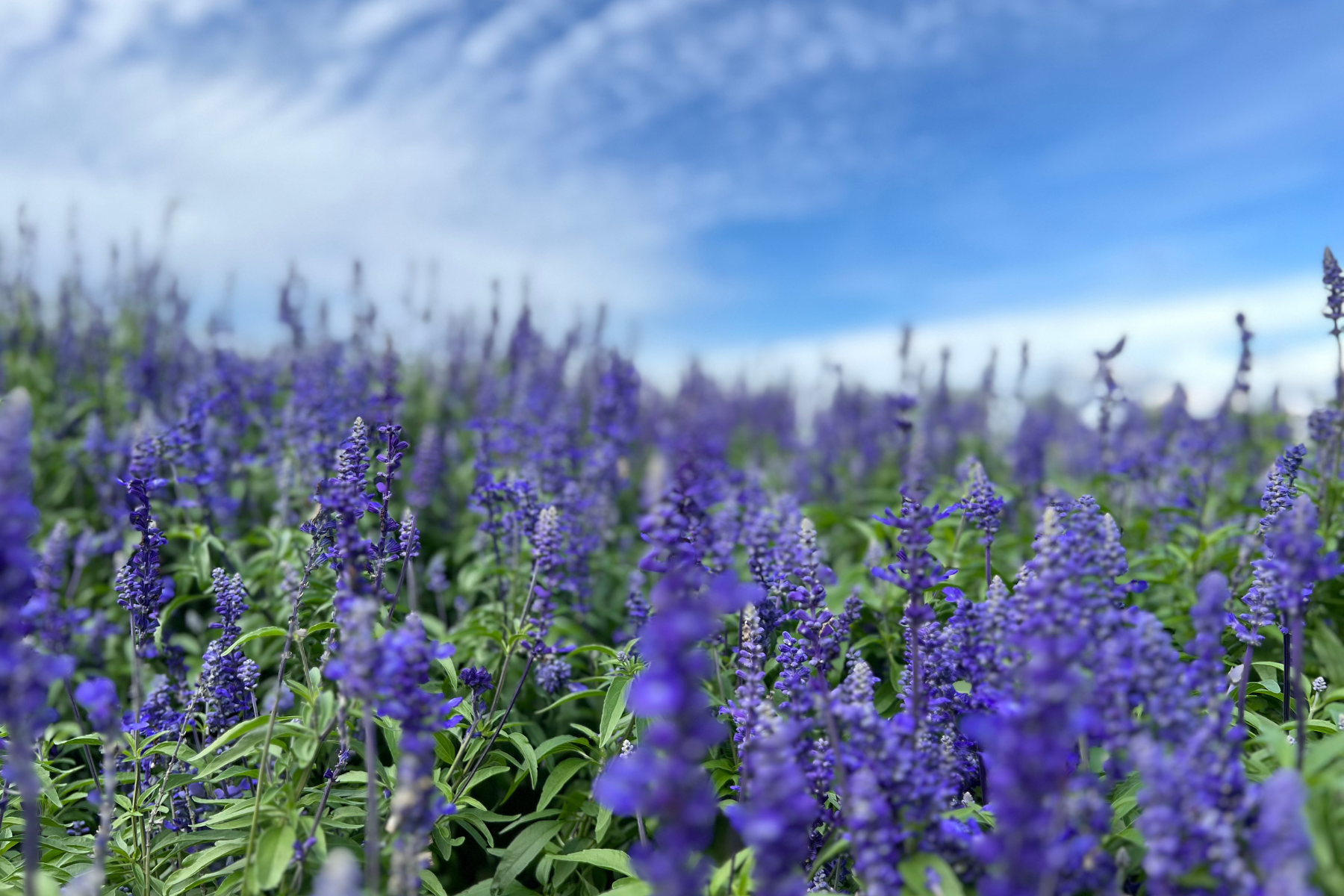 HOK-101-02 · a seasonal calendar / farm field in two seasons — 4:3