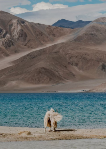 India Himalaya · prayer flags against distant peaks