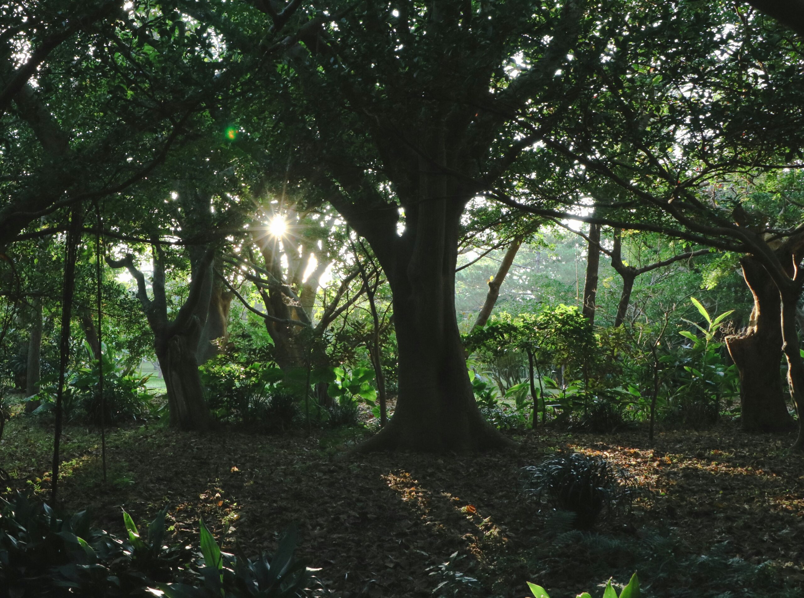 OKI-NATURE-02 · Yanbaru forest detail — dense subtropical green, ferns, dappled light, humid air. 4:3, 1400×1050