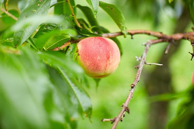 HOK2-ROUTE-03 · Yoichi orchard apples / distillery red roofs, real photo — 4:3 · 1600×1200